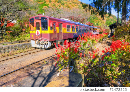 Sori Station where salvia blooms 71472223