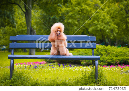 A small red dog alone sits on a bench among the green spaces 71472985