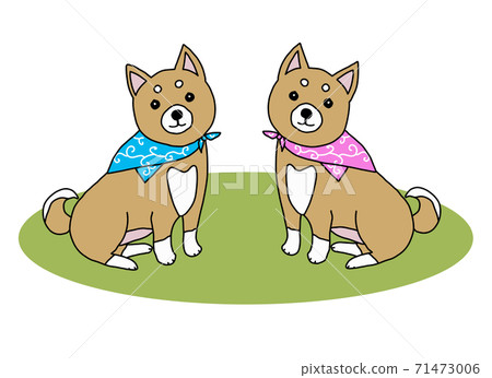 帶有兩個不同顏色的頭巾的柴犬 71473006