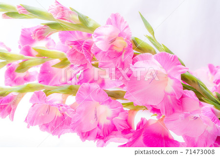 切碎的粉紅色Gradiolas花 71473008