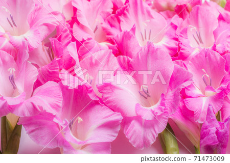 切碎的粉紅色Gradiolas的花朵 切碎的粉紅色Gradiolas的花朵 71473009