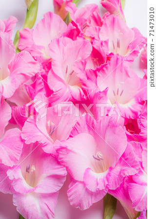 Up of cut flowers of pink gladiolus Up of cut flowers of pink gladiolus 71473010