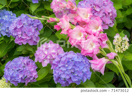 繡球花和矢車菊的花朵 繡球花和矢車菊的花朵 71473012