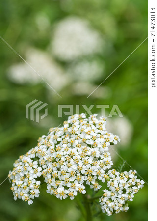 鋸碗的花 71473013
