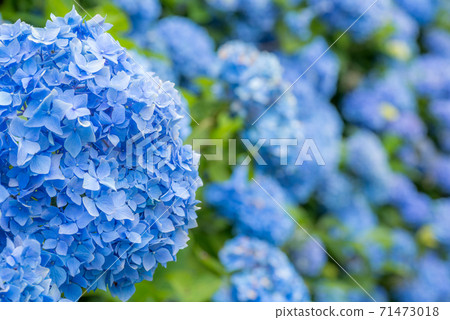 藍色繡球花與背景虛化 照片素材 圖片 圖庫