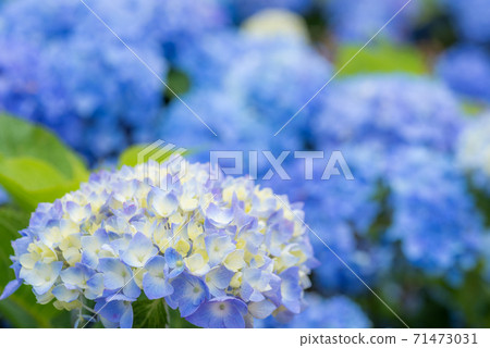 Light blue-purple hydrangea flowers with blue bokeh in the background 71473031