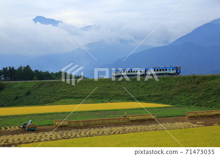 Golden rice ears and plateau train High Rail 1375 71473035