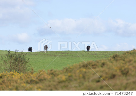Three black cows on the horizon look at the camera, rural sunny day Three black cows on the horizon look at the camera, rural sunny day 71473247