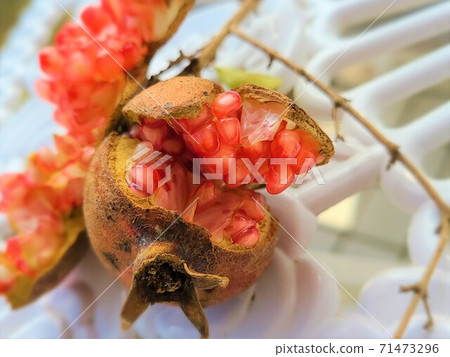 爆石榴石榴水果秋季素材背景 71473296