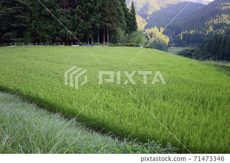 Paddy field 71473346