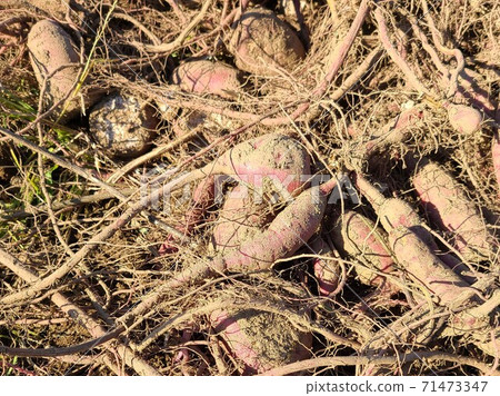 Abandoned sweet potatoes, sweet potatoes, food crisis, increased food production, effective use, agricultural efficiency, material background Abandoned sweet potatoes, sweet potatoes, food crisis, increased food production, effective use, agricultural efficiency, material background 71473347