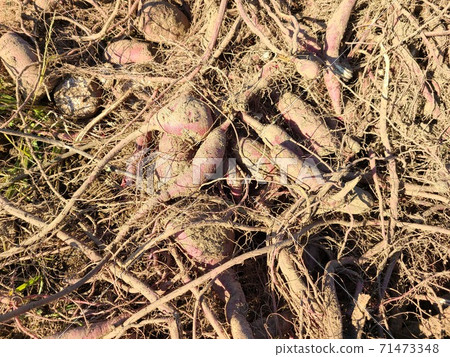 Abandoned sweet potatoes, sweet potatoes, food crisis, increased food production, effective use, agricultural efficiency, material background Abandoned sweet potatoes, sweet potatoes, food crisis, increased food production, effective use, agricultural efficiency, material background 71473348