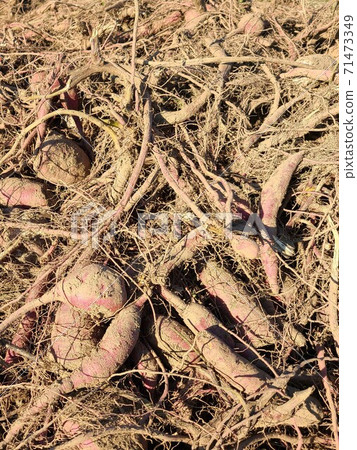 Abandoned sweet potatoes, sweet potatoes, food crisis, increased food production, effective use, agricultural efficiency, material background 71473349