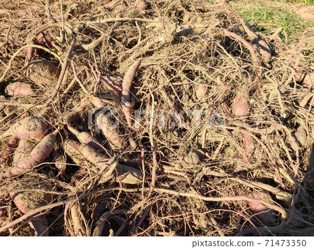 Abandoned sweet potatoes, sweet potatoes, food crisis, increased food production, effective use, agricultural efficiency, material background 71473350