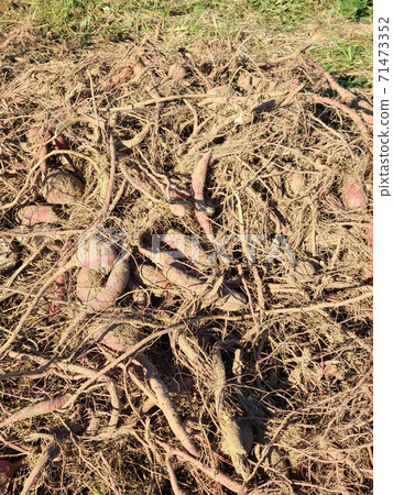 Abandoned sweet potatoes, sweet potatoes, food crisis, increased food production, effective use, agricultural efficiency, material background Abandoned sweet potatoes, sweet potatoes, food crisis, increased food production, effective use, agricultural efficiency, material background 71473352