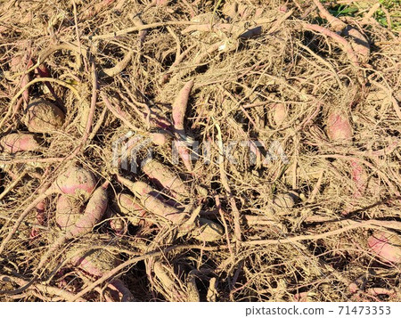 被遺棄的kuzuimo地瓜糧食危機糧食產量增加有效利用農業效率提高物質背景 71473353