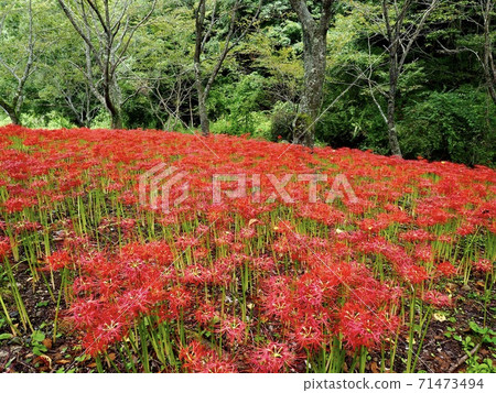 Kubono cluster amaryllis 71473494