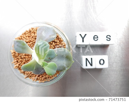 Dice letters and plants lined up with YES NO in bright light 71473751
