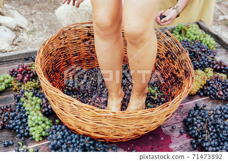 Woman crushes feet of grapes to make wine 71473892