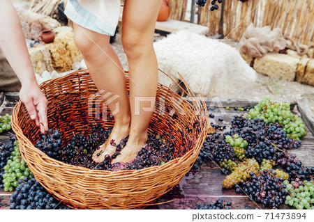 Woman crushes feet of grapes to make wine Woman crushes feet of grapes to make wine 71473894