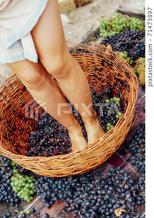 Woman crushes feet of grapes to make wine 71473897
