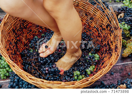 Woman crushes feet of grapes to make wine Woman crushes feet of grapes to make wine 71473898