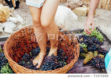 Woman crushes feet of grapes to make wine 71473899