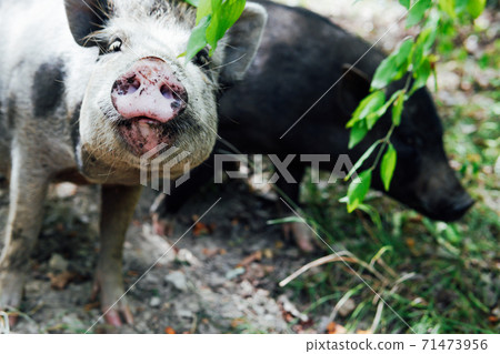 Two wild boar pig pigs in the woods 71473956