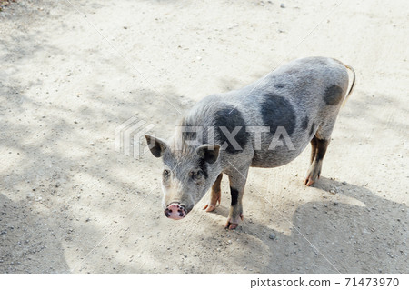 wild boar pig pig animals in the woods wild boar pig pig animals in the woods 71473970