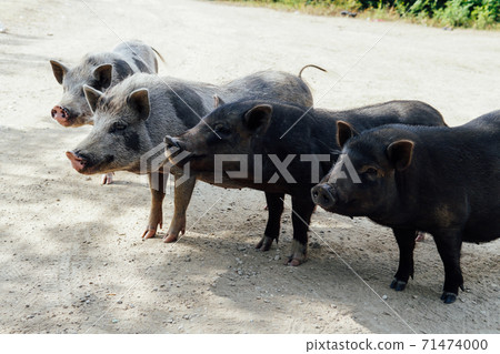 four wild boar pig pigs in the woods 71474000
