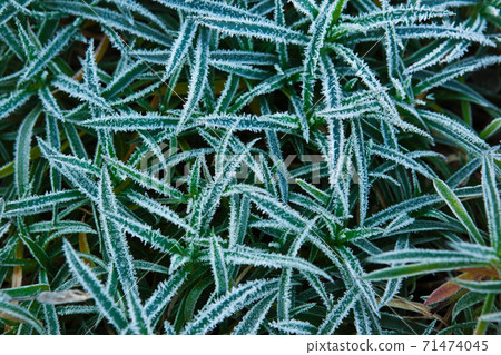 清晨的雜草霜 71474045