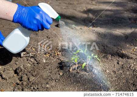 process of watering freshly planted seedlings in the soil in the garden, a gloved hand sprays water from a plastic bottle with a dispenser on the plant closeup horticulture background. 71474615
