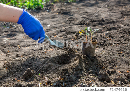 process of planting a plant in the ground for growing vegetables, a gloved hand digs a hole with a garden shovel for an eco pot with tomato seedlings, a closeup on theme of horticulture. 71474616