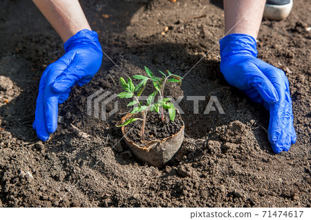 process of planting a plant in the ground for growing vegetables, a gloved hands bury a hole with eco pot with tomato seedlings, a closeup on theme of horticulture outdoors on sunny day. 71474617