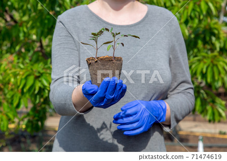 seedling plants with green leaves in an environmentally friendly pot of gardener in gray clothes is hold in hands in gloves, closeup of growth  tomato concept on the agriculture  theme outdoors. 71474619