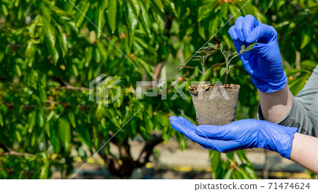 hands in gloves holding a seedling of a plant with green leaves in an eco-decaying flowerpot, closeup care growth tomato concept on theme of agriculture with a copy space on green leaves background. 71474624