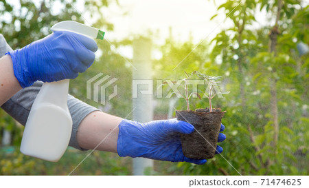 hands in gloves holding a bottle with a spray bottle and holding plant seedlings with green leaves in an eco-decaying pot, closeup care growth tomato irrigation with water. 71474625