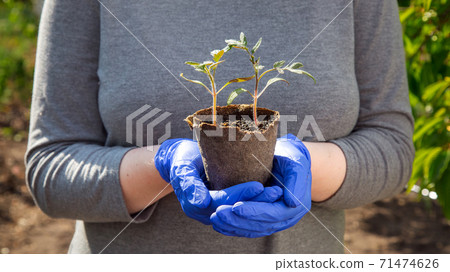 seedling plants with green leaves in an eco-decaying flowerpot hold the gardener hands in gloves, closeup of growth support tomato concept on the theme of agriculture with a copy space. 71474626