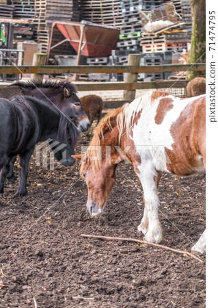 [Small grazing horse] 71474795