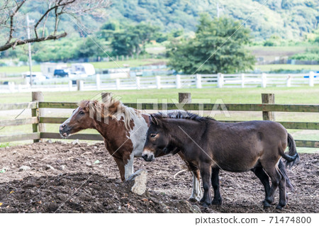 Small Grazing Horse Stock Photo