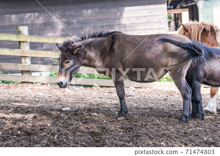 [Small grazing horse] 71474803