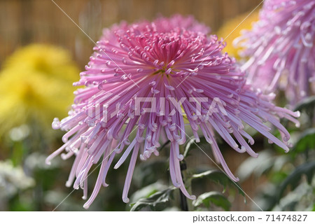 菊花 菊花 71474827