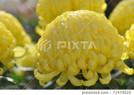 菊花 71474828