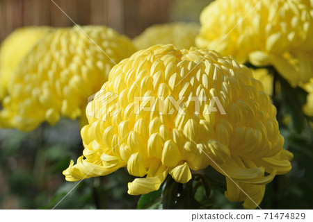 菊花 71474829