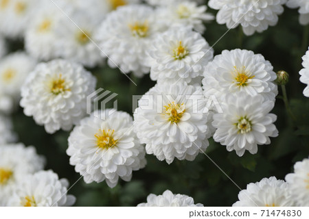 Chic Chic 71474830