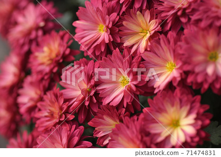 菊花 菊花 71474831