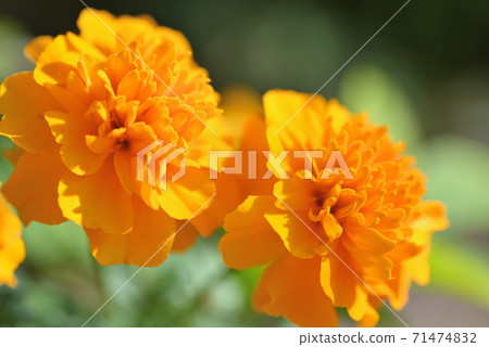 萬壽菊 萬壽菊 71474832