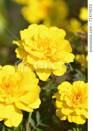 萬壽菊 萬壽菊 71474833