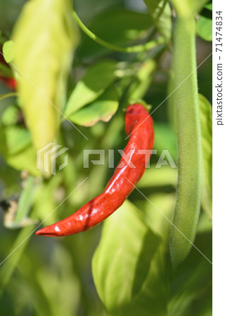 Shima Capsicum Shima Capsicum 71474834