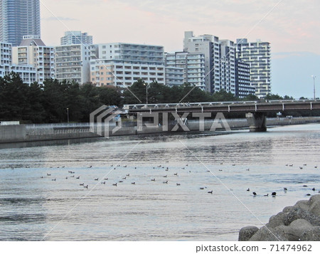 Downtown condominium town and estuary water surface 71474962